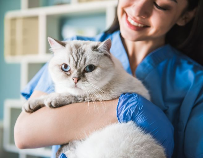 veterinaria y gato